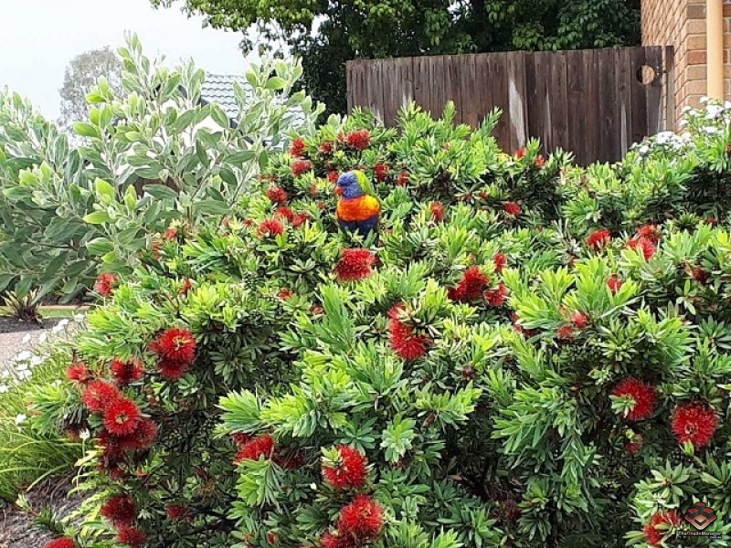 1 Highridge Road, Springfield QLD 4300