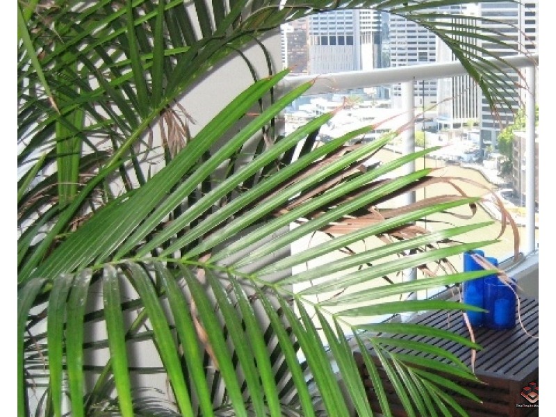 82 Boundary Street, Brisbane City QLD 4000