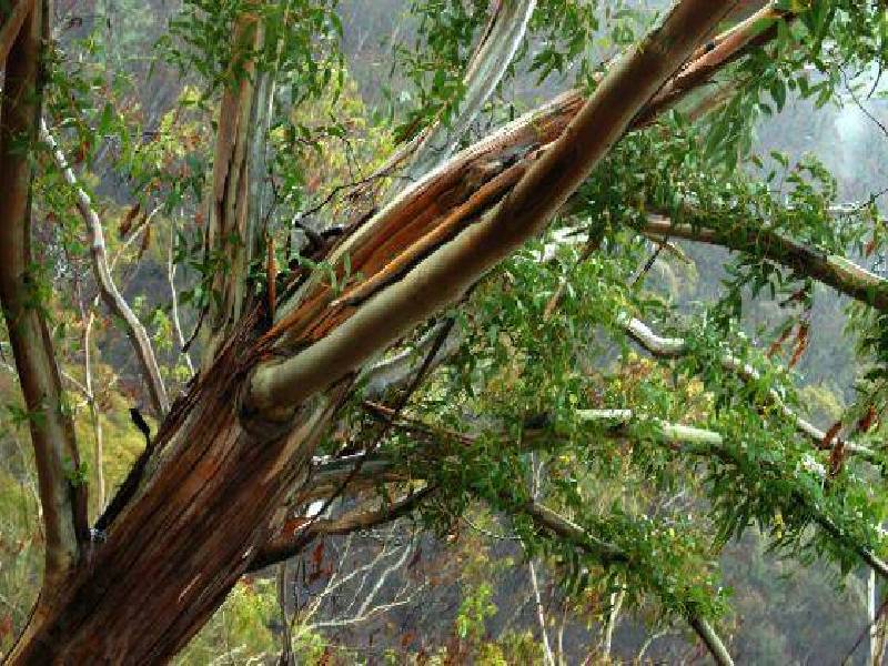 393 Lenah Valley Road, Lenah Valley TAS 7008