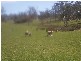 . Leamington, Pawtella TAS 7120