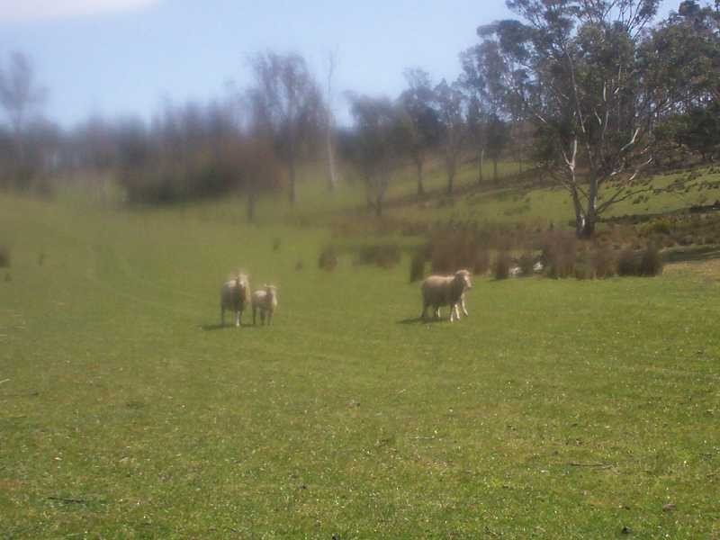 . Leamington, Pawtella TAS 7120