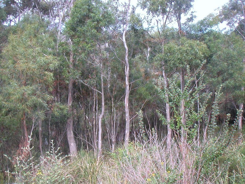 106 Summerleas Road, Fern Tree TAS 7054