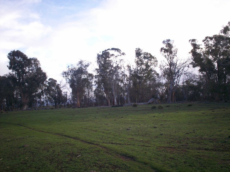 . “Boomer”, Hamilton TAS 7140