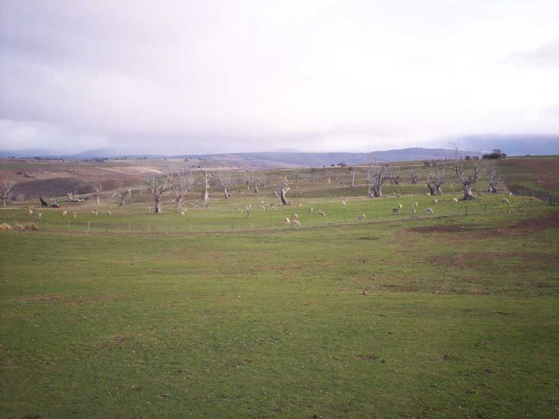 . “Boomer”, Hamilton TAS 7140