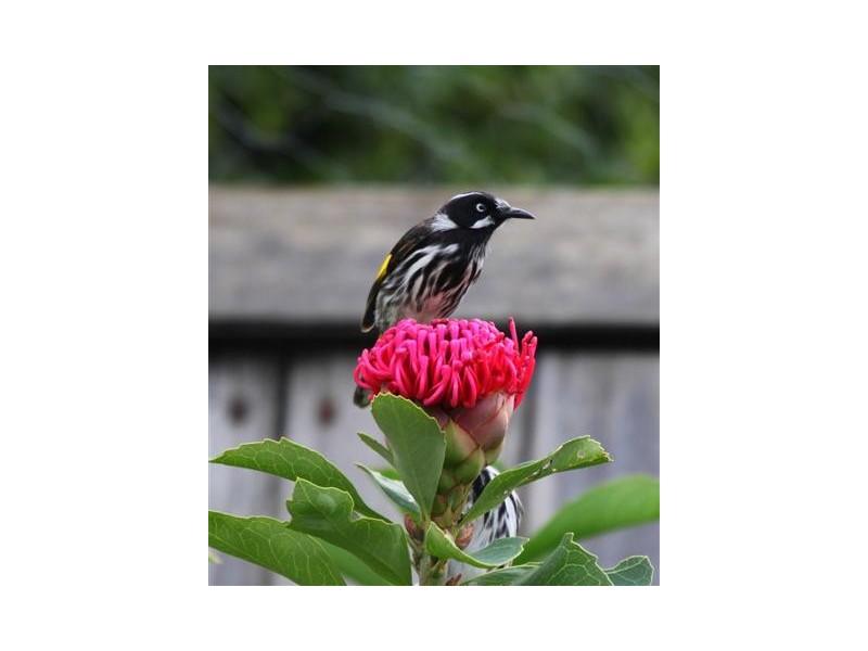 63a Marlyn Road, South Hobart TAS 7004