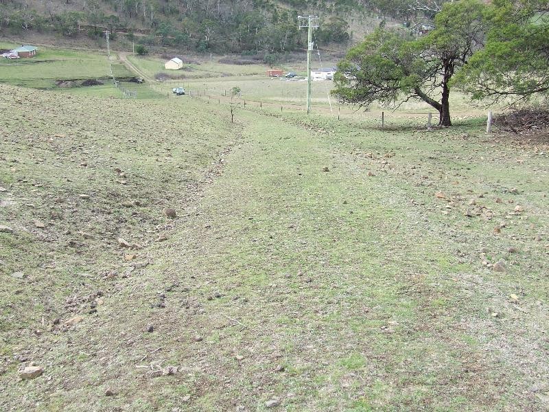 Tea Tree TAS 7017