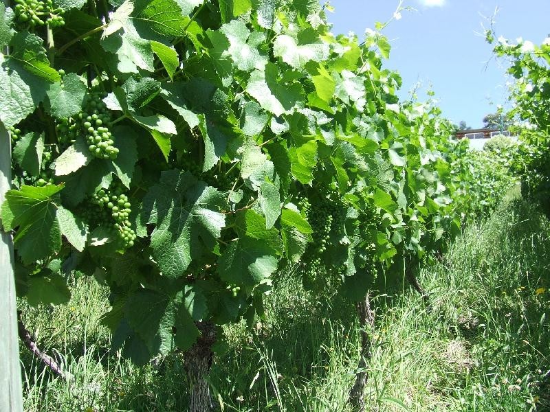 10  Vineyard Drive, Tea Tree TAS 7017