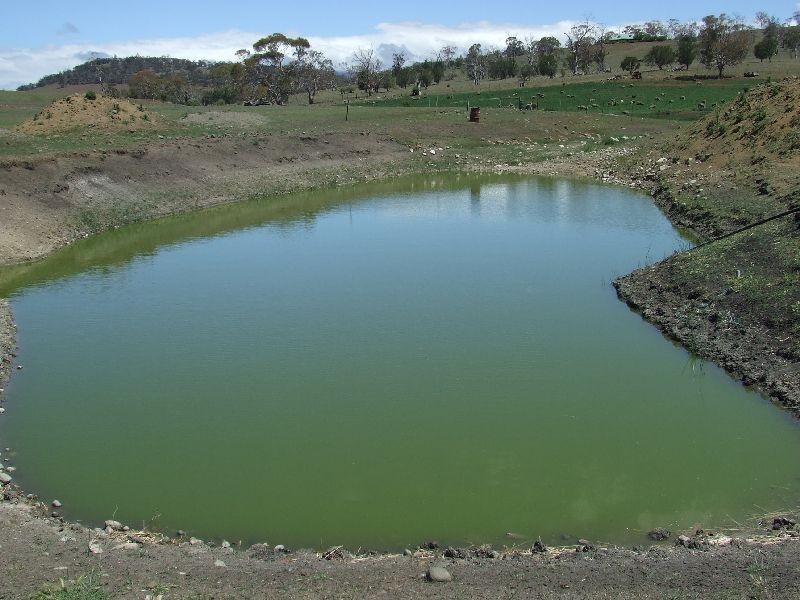 Tea Tree TAS 7017