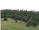 Lots 1 and 5 Link Road, Colebrook TAS 7027