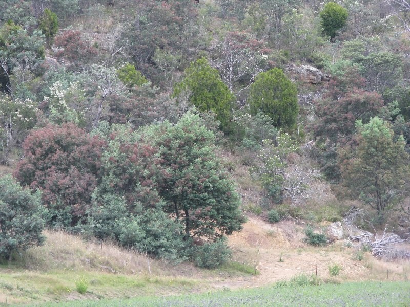 Lots 1 and 5 Link Road, Colebrook TAS 7027