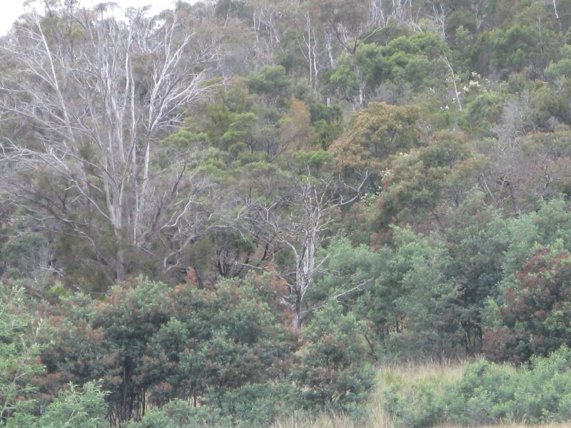 Lots 1 and 5 Link Road, Colebrook TAS 7027