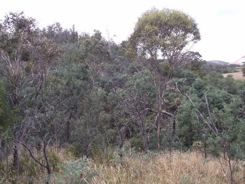 Colebrook TAS 7027