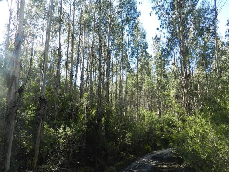 334 Upper Natone Road, Natone TAS 7321