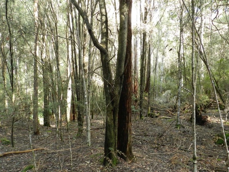 334 Upper Natone Road, Natone TAS 7321