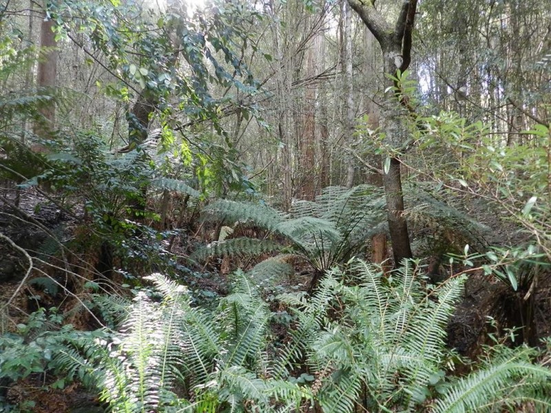 334 Upper Natone Road, Natone TAS 7321