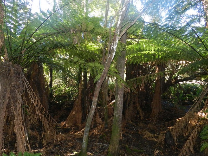 1004 West Calder Road (Takone end), Calder TAS 7325