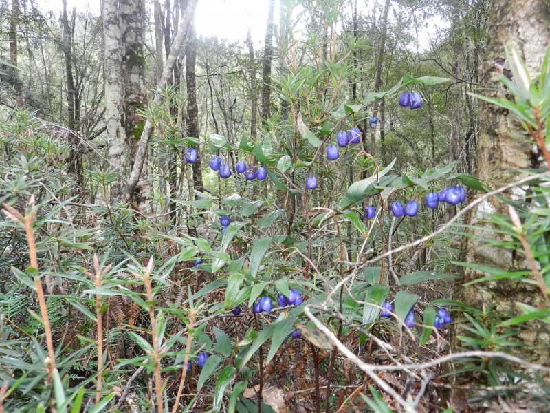 1004 West Calder Road (Takone end), Calder TAS 7325