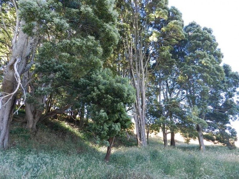 236 South Elliott Road, Elliott TAS 7325