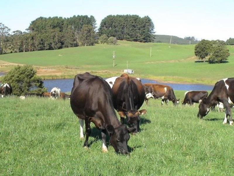 473 West Ridgley Road, West Ridgley TAS 7321