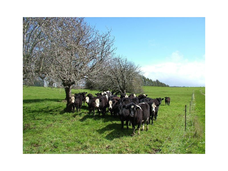 180 Serpentine Road, Ridgley TAS 7321