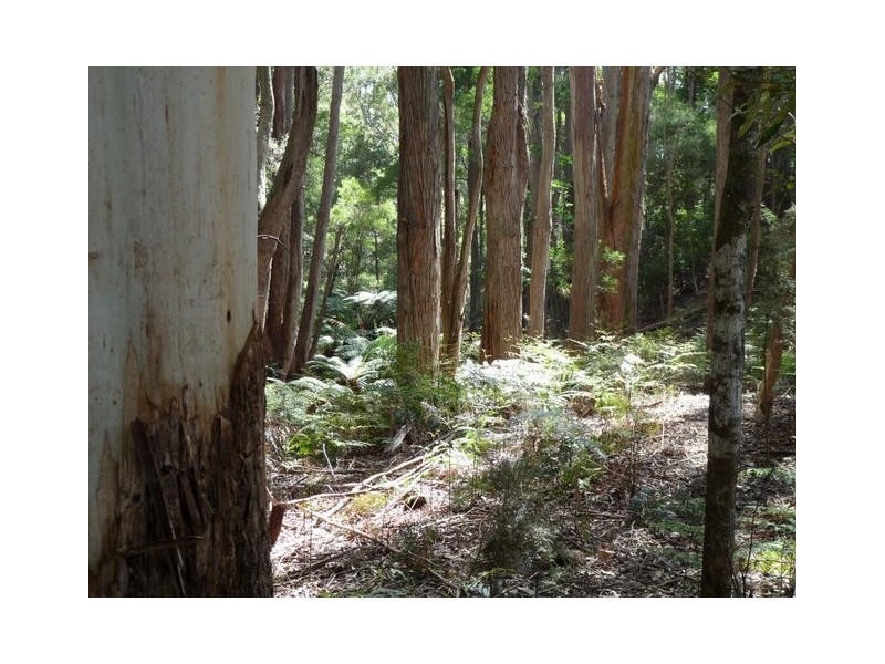 387 Mount Hicks Road, Wynyard TAS 7325