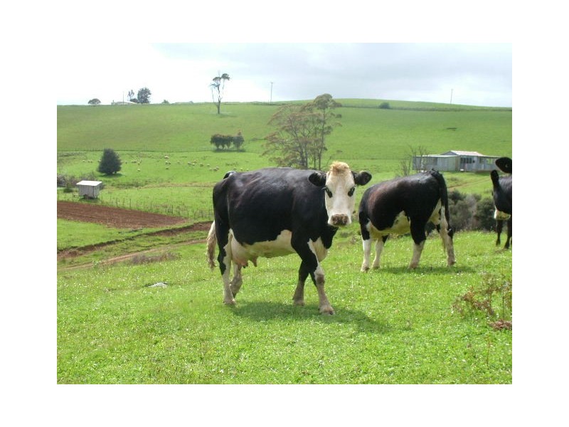 1036 Mount Hicks Road, Mount Hicks TAS 7325