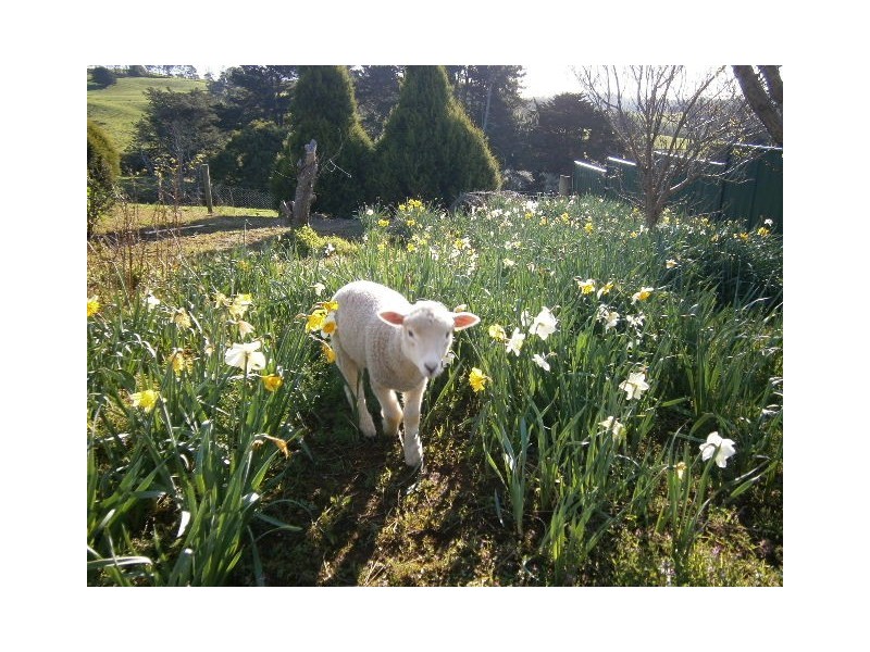 1036 Mount Hicks Road, Mount Hicks TAS 7325