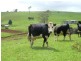 1036 Mount Hicks Road, Mount Hicks TAS 7325