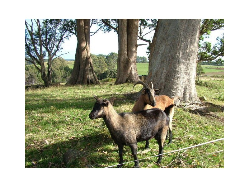 1212 South Riana Road, South Riana TAS 7316