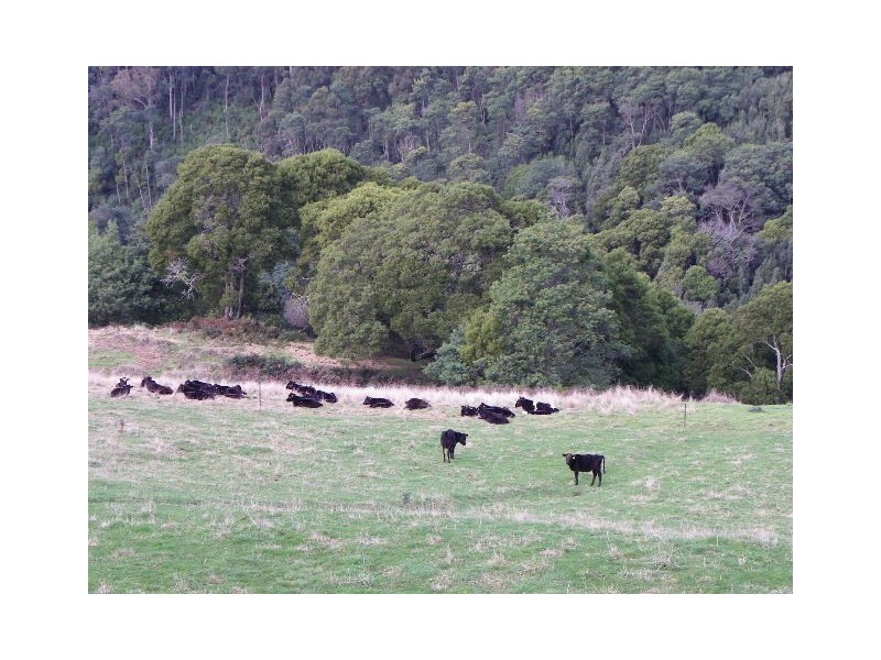 293 Metaira Road, Ridgley TAS 7321