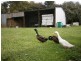 1091 Murchison Highway, Elliott TAS 7325