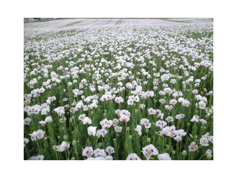 10 Wyllies Road, Riana TAS 7316