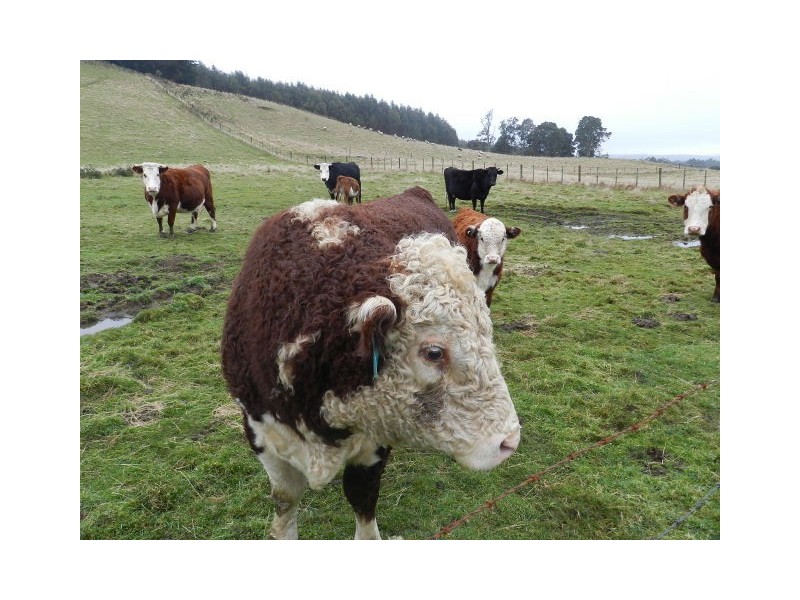 910 Talunah Road, Tewkesbury TAS 7321