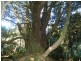 Lot 2 Waratah Road, Waratah TAS 7321