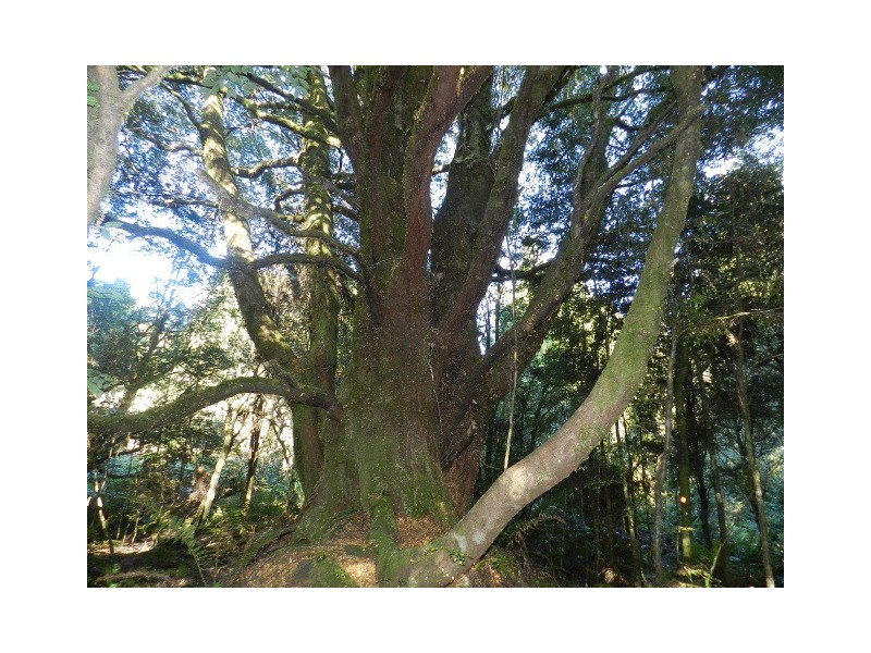 Lot 2 Waratah Road, Waratah TAS 7321