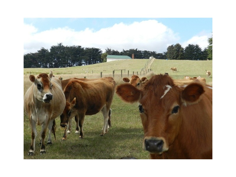 833 East Yolla Road, Yolla TAS 7325