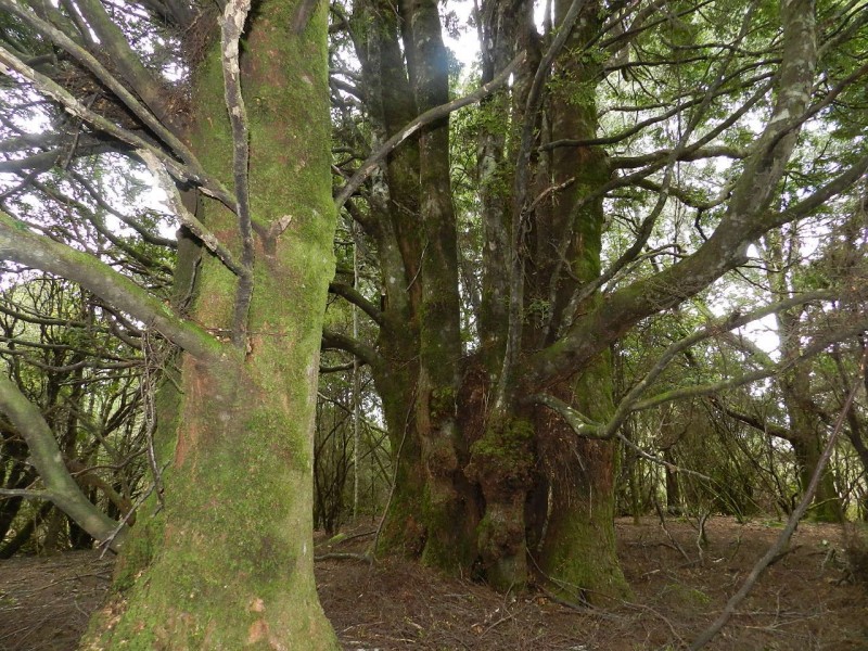 Lot 3 Moore Street, Waratah TAS 7321