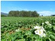 277 Stotts Road, Riana TAS 7316