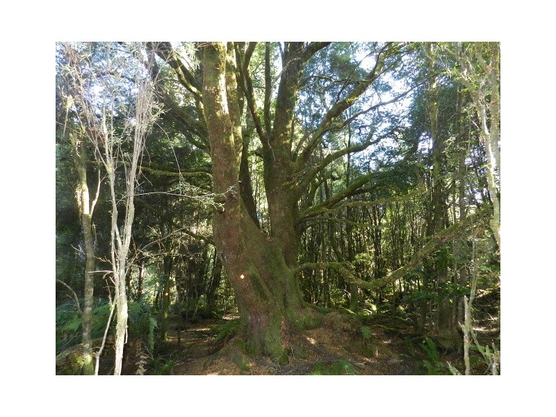 Lot 2 Waratah Road, Waratah TAS 7321