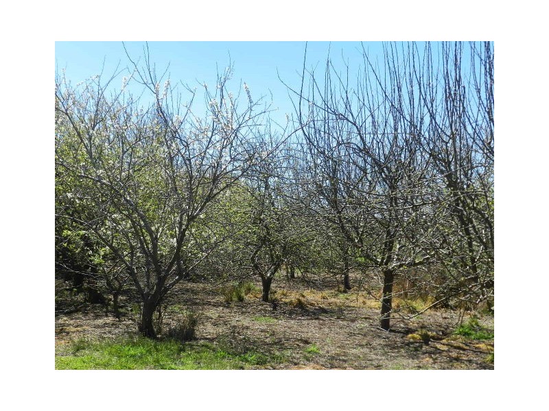 50 Darling Road, East Ridgley TAS 7321