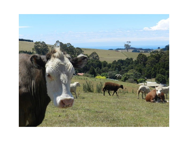 19 Tippetts Lane, Mount Hicks TAS 7325