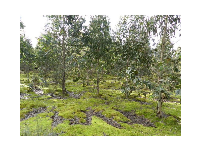 Lot 1 Waratah Road, Waratah TAS 7321