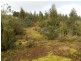 Lot 1 Waratah Road, Waratah TAS 7321