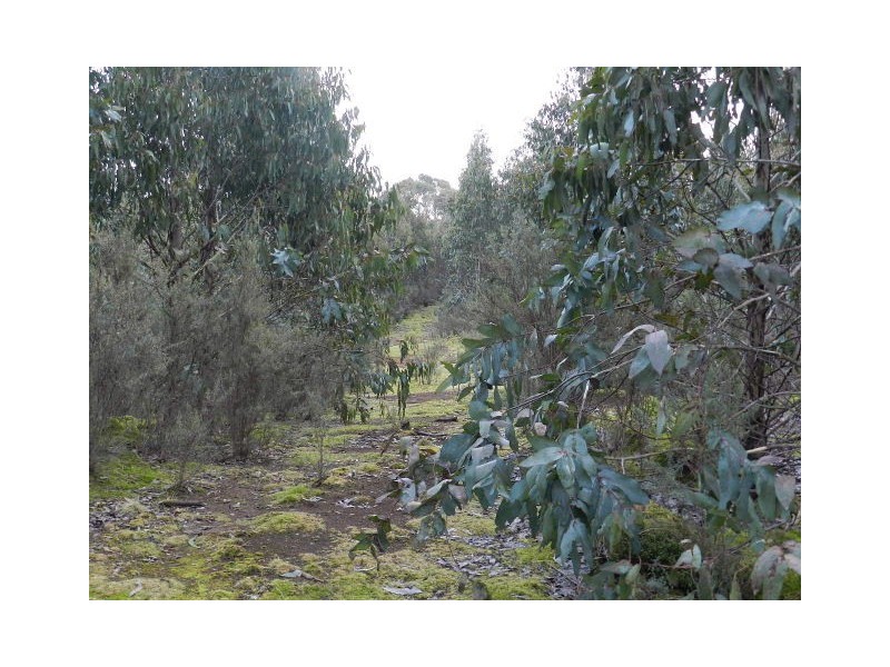 Lot 1 Waratah Road, Waratah TAS 7321