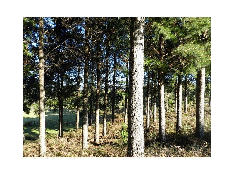 153 South Elliott Road, Elliott TAS 7325