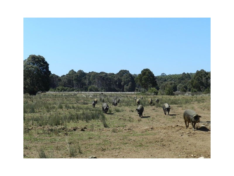 37 Woolleys Road, Takone TAS 7325