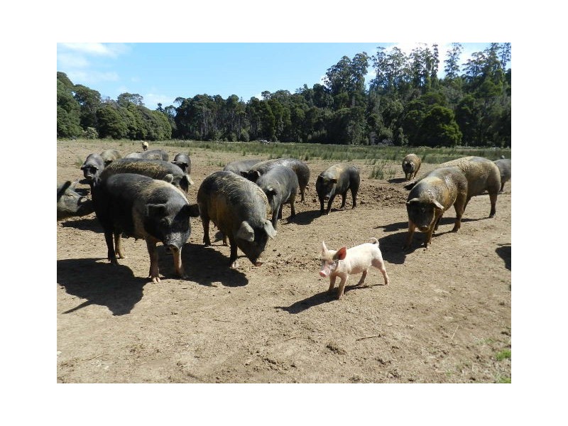 37 Woolleys Road, Takone TAS 7325