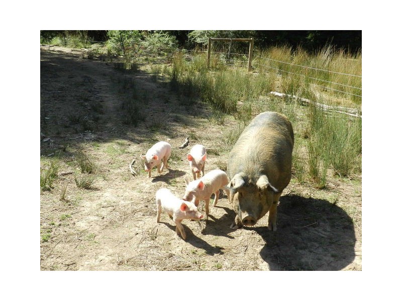 37 Woolleys Road, Takone TAS 7325