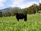 . Liena Road, Mole Creek TAS 7304