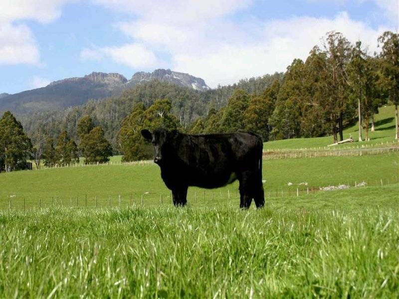 . Liena Road, Mole Creek TAS 7304